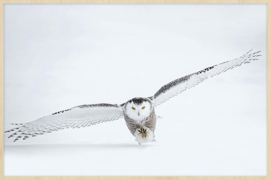 Schilderij - uil - Collectie Bright wings - Forex met blanke lijst - 148x98cm