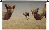 Wandkleed Kameel - Kamelen in Doha Gatar Wandkleed katoen 150x100 cm - Wandtapijt met foto
