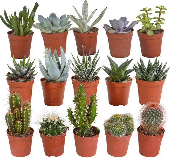 Besparing Dominant rek Cactus en vetplanten mix | 15 stuks | Ø 5,5 cm | 8-13 cm | bol.com
