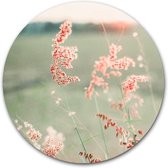 Wandcirkel Pink Grass op hout - WallCatcher | Multiplex 100 cm rond | Houten muurcirkel Roze siergras