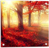 Tuinposter – Zonnig Bos met Herfstkleuren - 50x50cm Foto op Tuinposter  (wanddecoratie voor buiten en binnen)