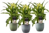 FloriaFor - Zantedeschia Wit In Bergamo Keramiek (3 Stuks) - - ↨ 40cm - ⌀ 12cm