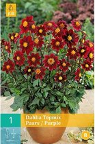 1 Dahlia Top Mix Paars