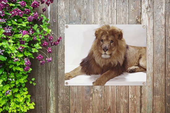 Affiche de jardin Lion relaxant sur fond blanc Toile en vrac 40x30 cm - Petit - Toile de jardin / Toile d'extérieur / Peintures pour l'extérieur (décoration de jardin)