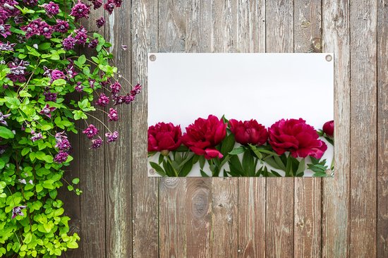 Affiche de jardin Rangée avec pivoines rouges 90x60 cm - Toile de jardin / Toile d'extérieur / Peintures d'extérieur (décoration de jardin)