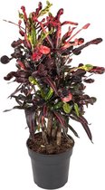 Croton Mammi 100 cm