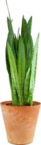 Kamerplant van Botanicly – Vrouwentongen in bruin plastic pot nr. 4 als set – Hoogte: 70 cm – Sansevieria Zeylanica
