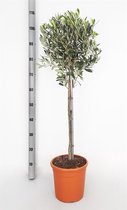 Kamerplant van Botanicly – Olijf boom – Hoogte: 100 cm – Olea europeae