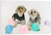 Tuinposter – Honden met Gekleurde Ballonnen - 120x80cm Foto op Tuinposter  (wanddecoratie voor buiten en binnen)