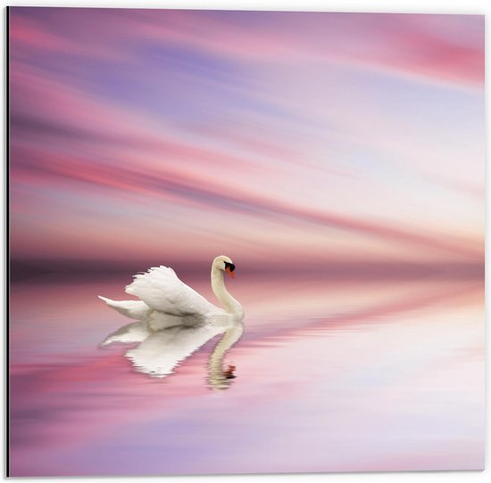 Dibond - Witte Zwaan op het Roze Water - 50x50cm Foto op Aluminium (Met Ophangsysteem)