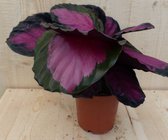 Calathea Crimson Pauwenplant Klein