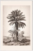 JUNIQE - Poster met kunststof lijst Sago Palm -13x18 /Grijs & Ivoor