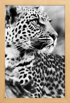 JUNIQE - Poster in houten lijst Luipaard foto -30x45 /Grijs & Zwart