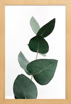 JUNIQE - Poster in houten lijst Eucalyptus 4 -30x45 /Groen