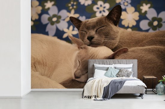 Papier peint vinyle - Deux chats birmans étreignant largeur 450 cm x hauteur 300 cm - Tirage photo sur papier peint (disponible en 7 tailles)