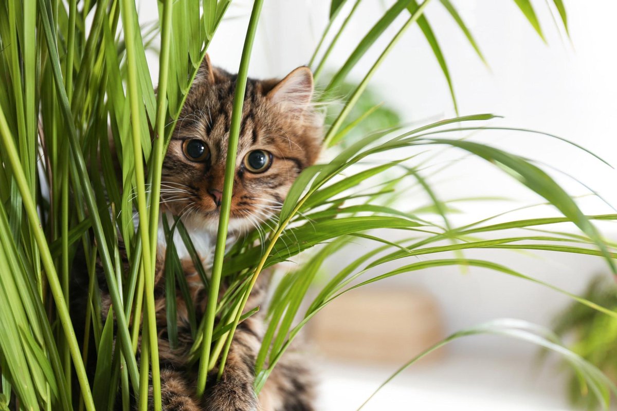 Arum Maculatum 5 Ch Liquide Chat Arum Maculatum 5 Ch Liquide Chat