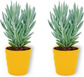 2x Kamerplant Senecio Curio Mount Everest - ± 25cm hoog – 12 cm diameter - in gele pot