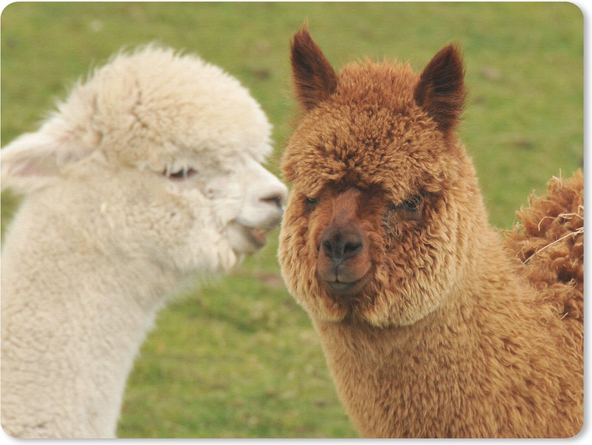 Muismat 23x19 cm - Mousepad Alpaca - Samen - Gras - Muismatten