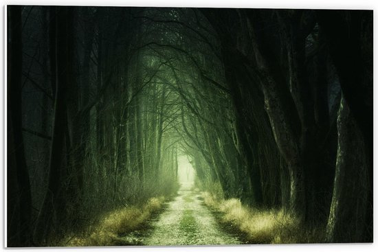 Forex - Light Path in Dark Forest - Photo 60x40cm sur Forex
