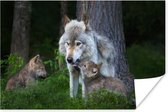 Grijze wolf met haar twee pups 180x120 cm XXL / Groot formaat! - Foto print op Poster (wanddecoratie woonkamer / slaapkamer)