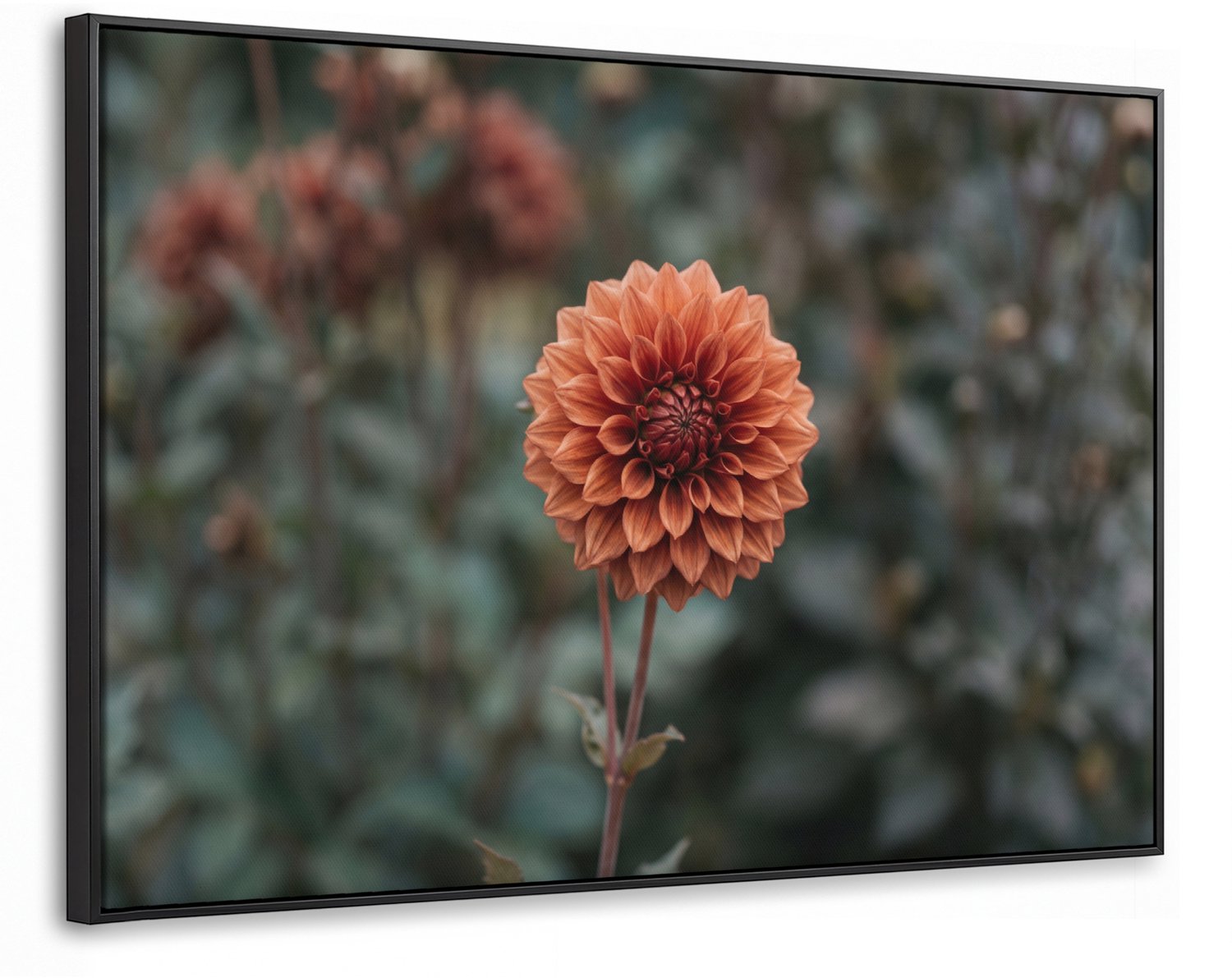 Canvas Schilderij met Baklijst XXL Canvas Schilderij met Baklijst 150x100cm - Dahlia - Bloem - Natuur - Sfeervol - Muurdecoratie woonkamer - Slaapkamer decoratie - Kamer accessoires - Schilderijen op canvas met lijst groot