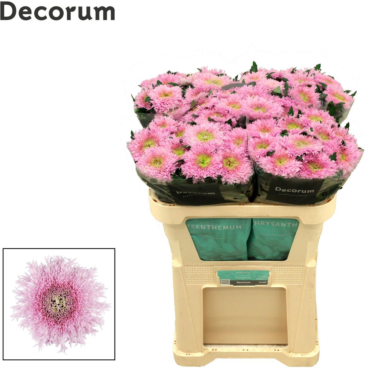 10x Chrysant etrusko 70cm