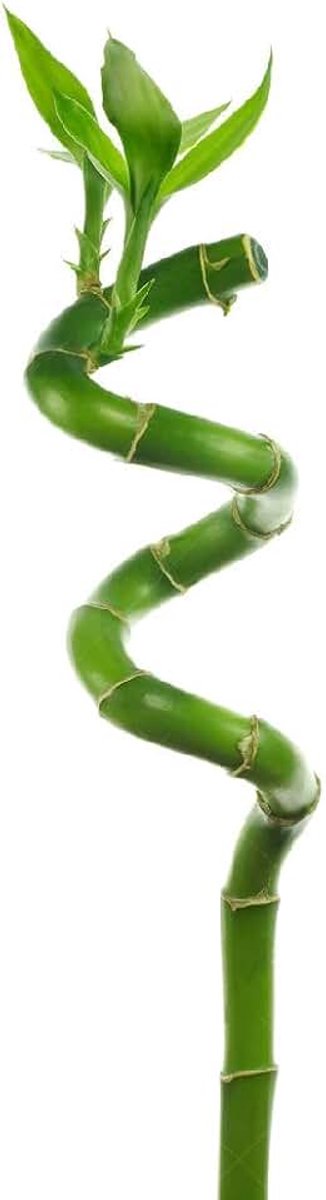 3 x Lucky Bamboo 40 cm spiraalvormige stengels voor binnenplant, tuin, vensterbank, pot
