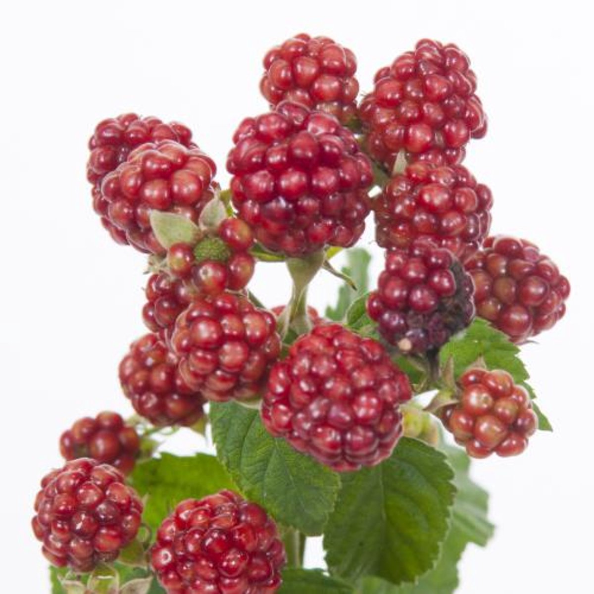 10x Sf rubus chester thornless 60cm