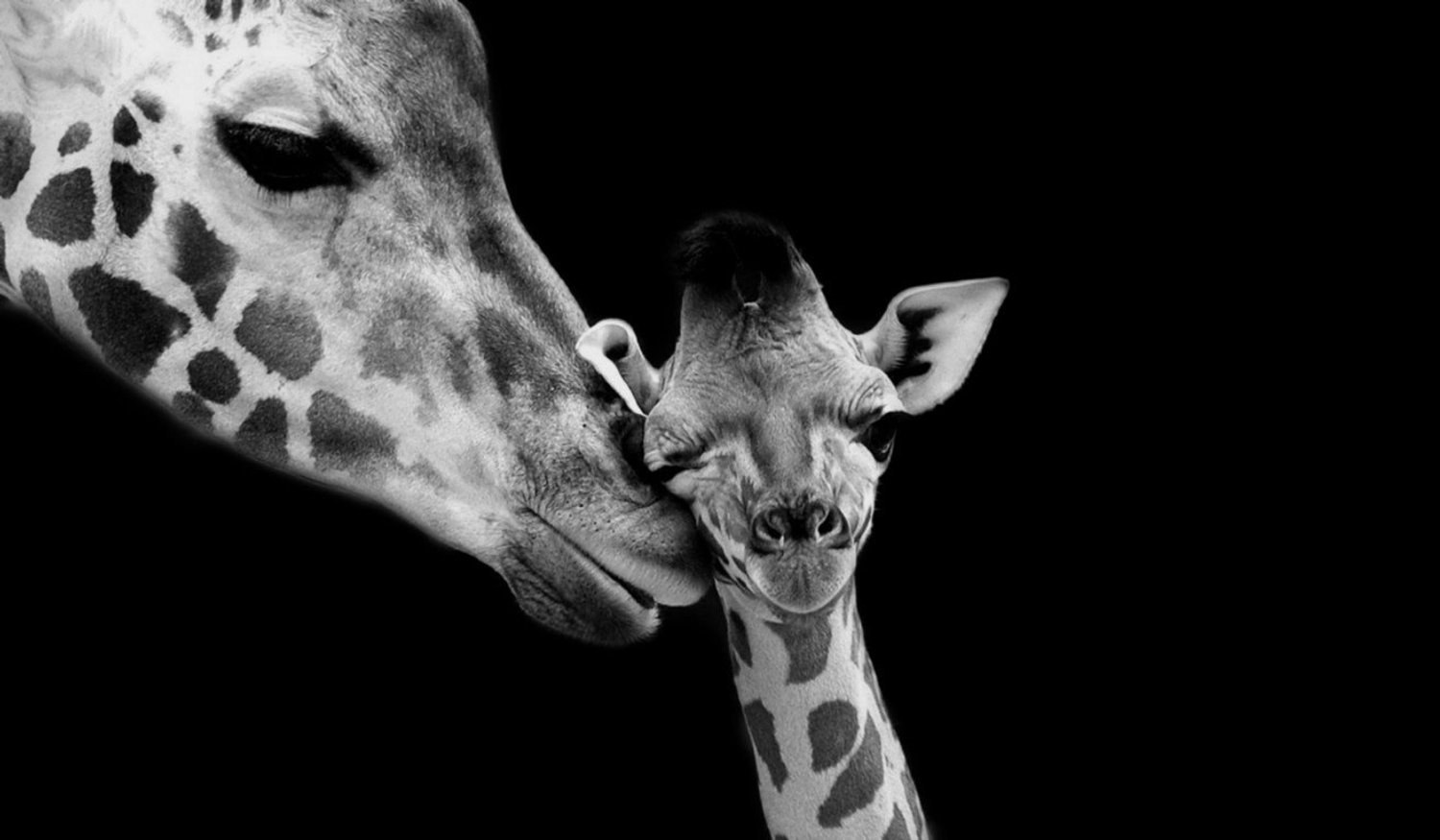 Vgdesign Giraffe moeder met jong 130x70 cm tuinposter banner VGDesign onbekend