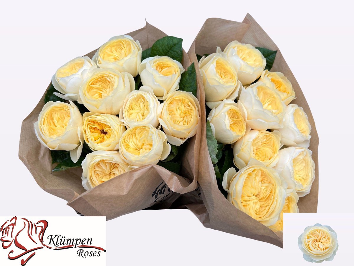 10x Rosa nona! 40cm