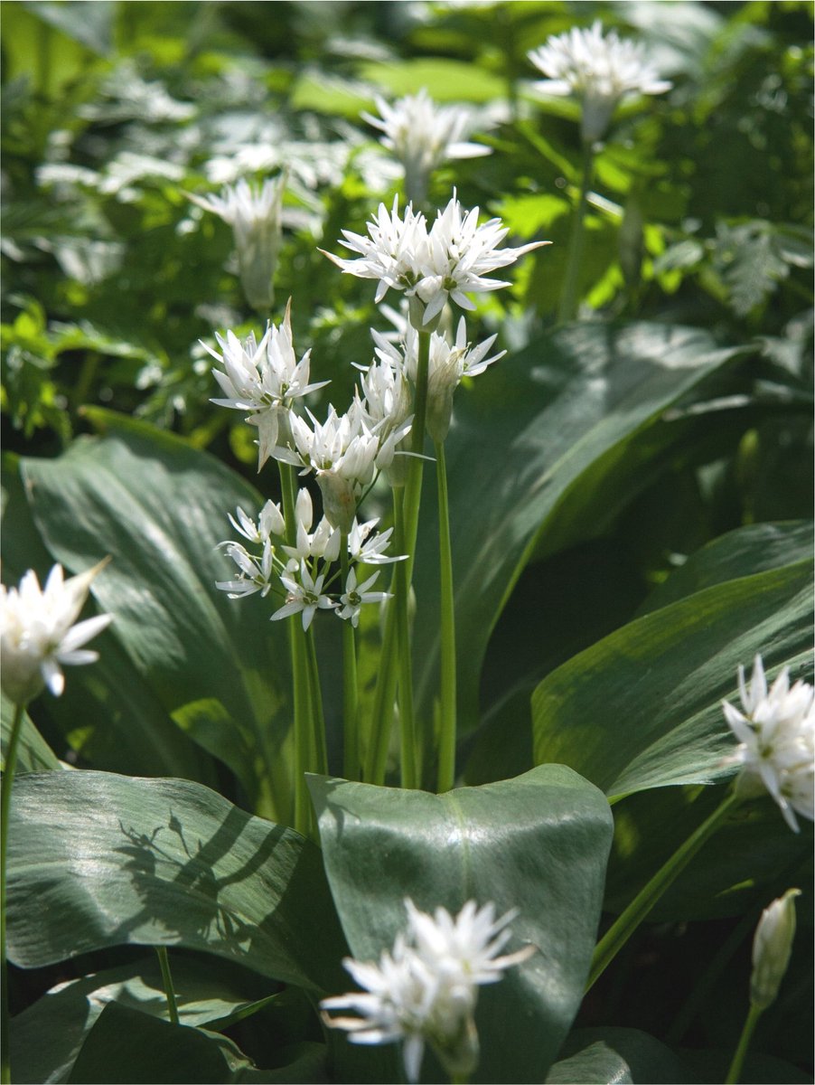 15x Allium 'Ursinum' - BULBi® Bloembollen met bloeigarantie