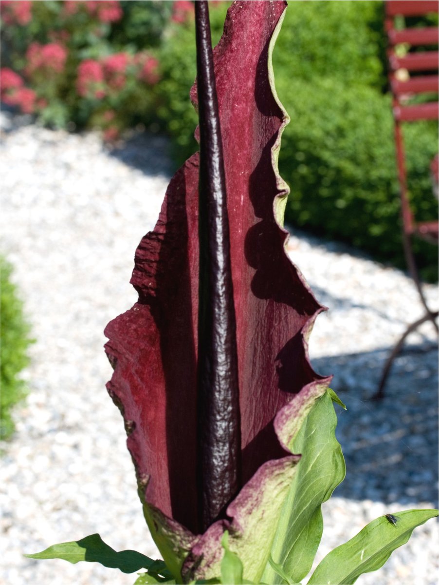 2x Bijgoed 'Dracunculus vulgaris' - BULBi® Bloembollen met bloeigarantie