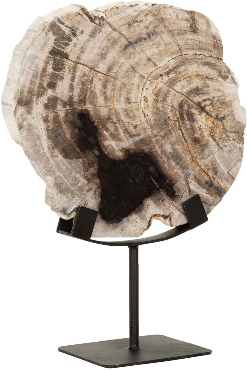 MUST Living Statue Fossil,33x26x11 cm, petrified wood on an base