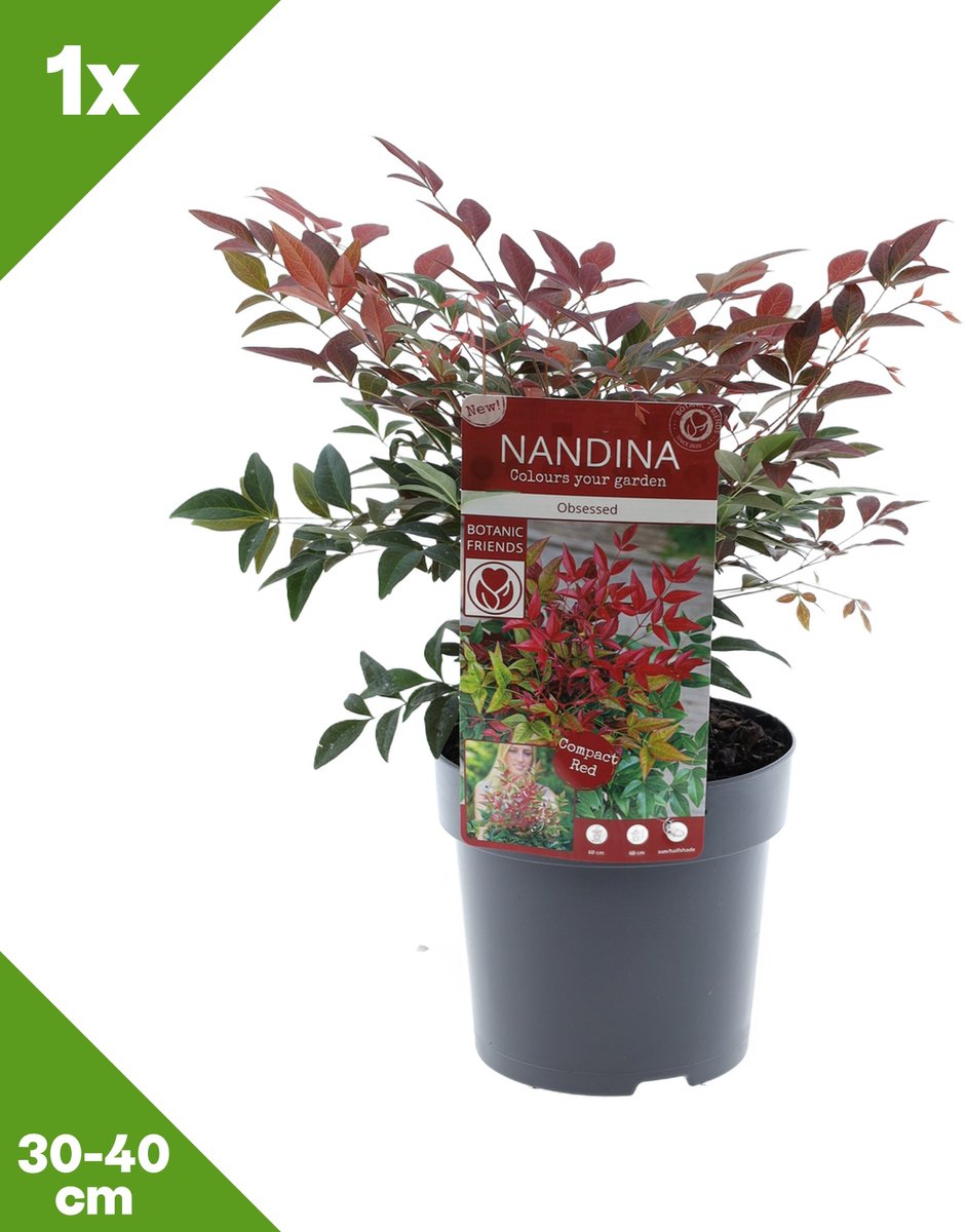 GARDENZO - Nandina domestica 'Obsessed' (Hemelse bamboe) x 1, P15, 30-40 cm - Winterhard