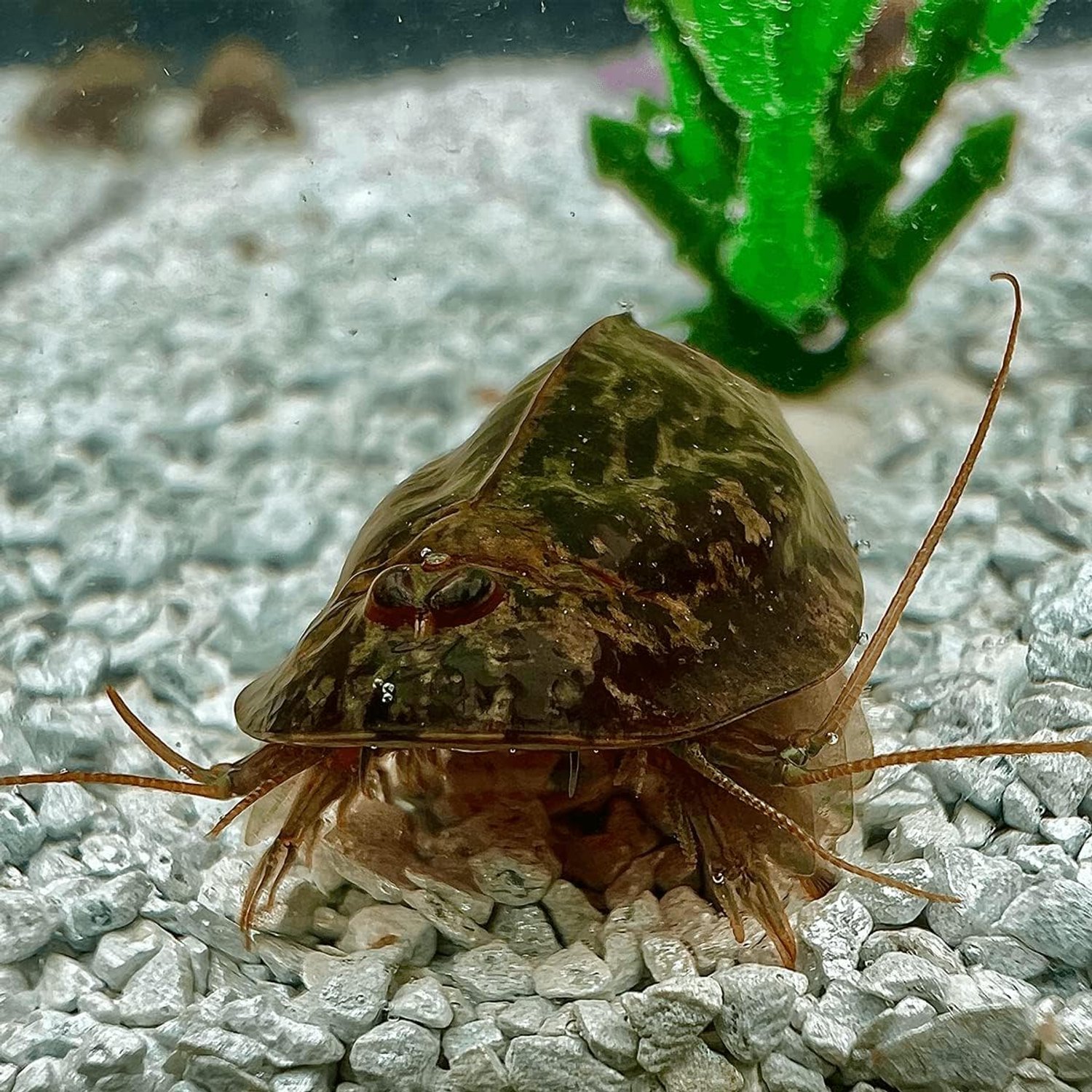 Triops Cancriformis starterset - ca. 150 oertijdkankereieren - kweek je eigen oertijdkreeften - ServiceTopper