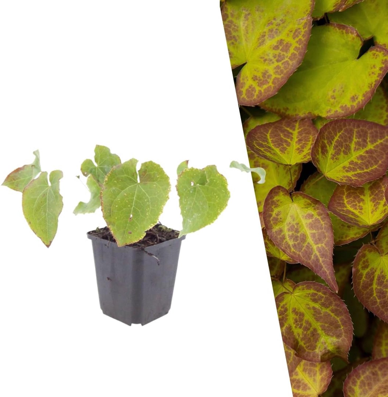 Elfenbloem 12x Ø 9 cm - Epimedium x perralchicum Frohnleiten - heldergele bloei - ideale bodembedekker voor tuin - 12 stuks - Vemera