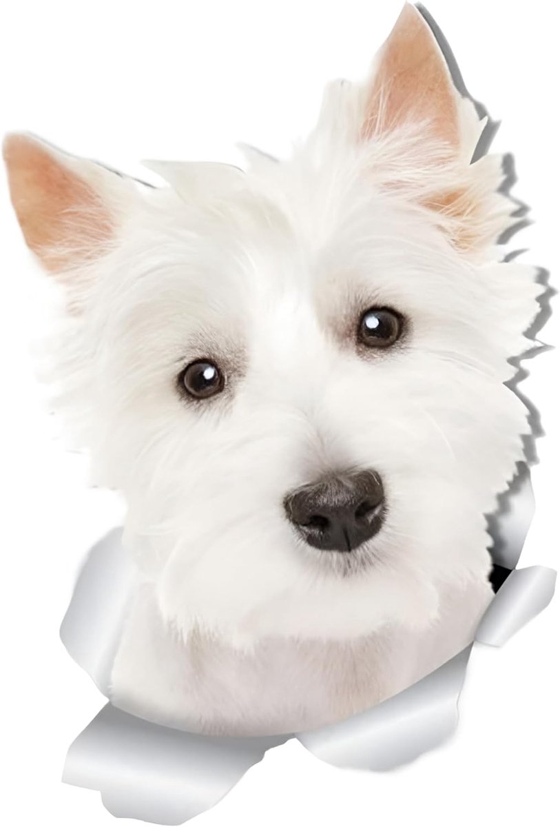 West Highland White Terrier, sticker, 18 cm, West Highland White Terrier, 3D, scheuren, reflecterende autosticker, waterdicht, decoratieve sticker voor bumpers en ramen