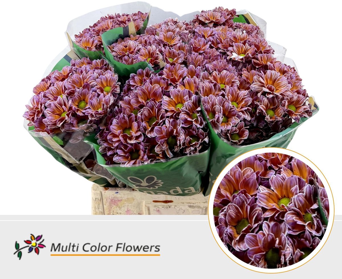 10x Chrysant overig 60cm