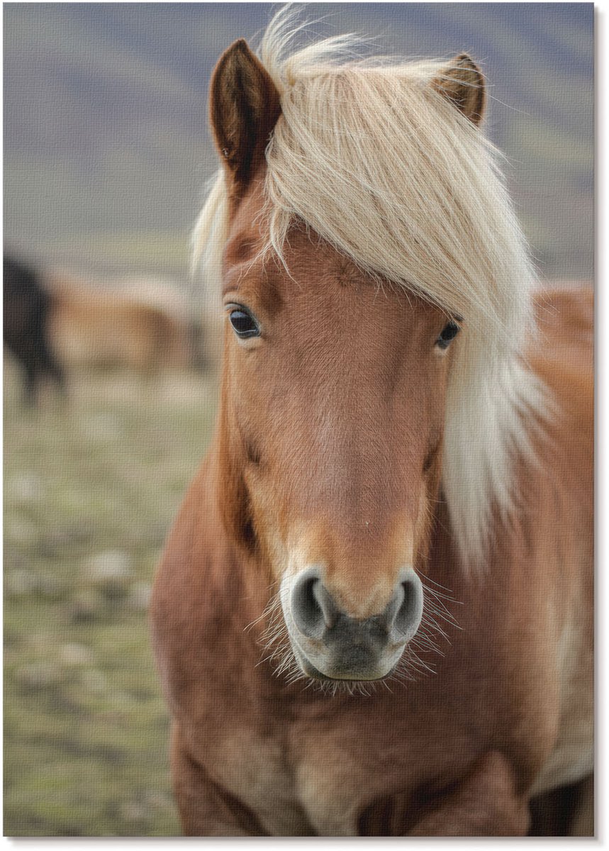 Tulup Polycanvas Poster - Ijslands Paard, Fotografie - A4 - Bruin Wandposter - Rechthoek - Kunstposter - Woonkamer, Slaapkamer, Kantoor - Klassiek