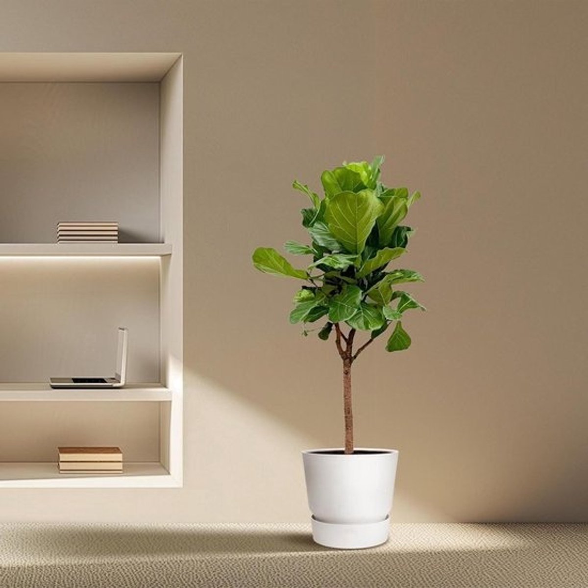 Plantenboom - Decoratieve plant - Binnenhuis decoratie - Grote bladeren - XXXL formaat - Groen