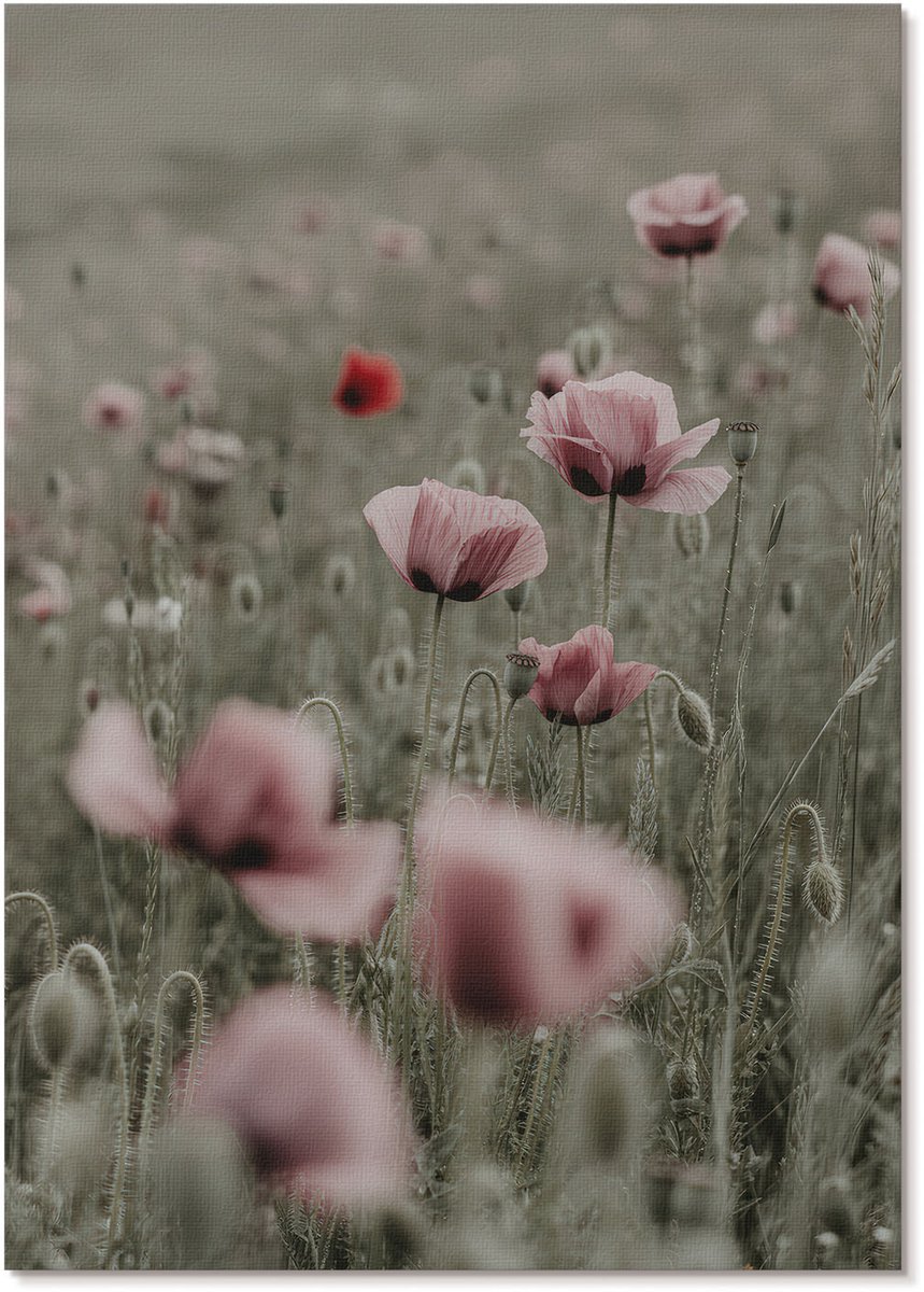 Tulup Polycanvas Wandposter - Tere Klaprozen, Fotografie - A4 - Roze Design - Rechthoek - Canvasposter - Woonkamer, Slaapkamer, Kantoor - Klassiek