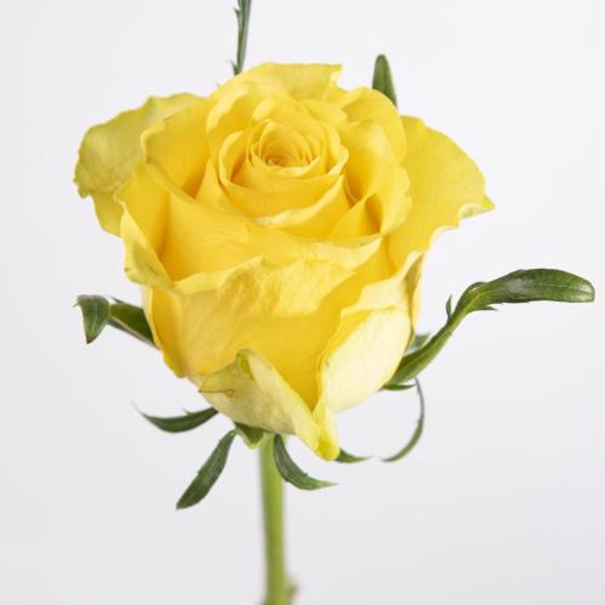 20x Rosa golden smile 70cm