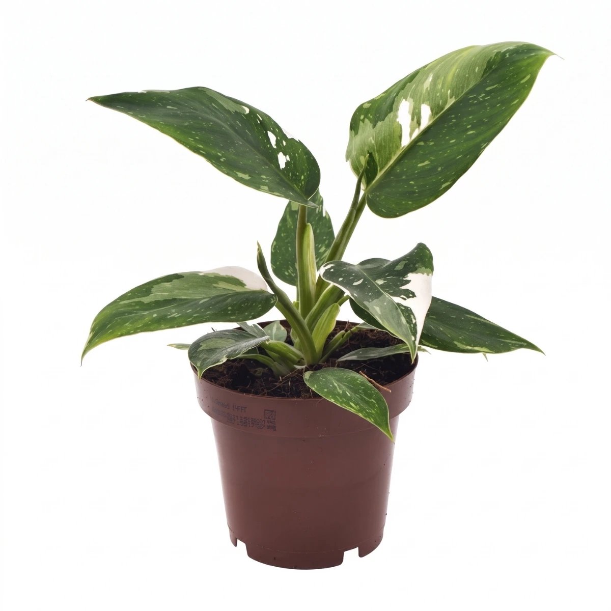Philodendron White Princess - Ø12cm - 25cm