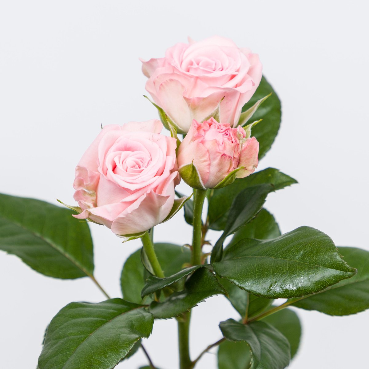 10x Rosa aerobic 50cm