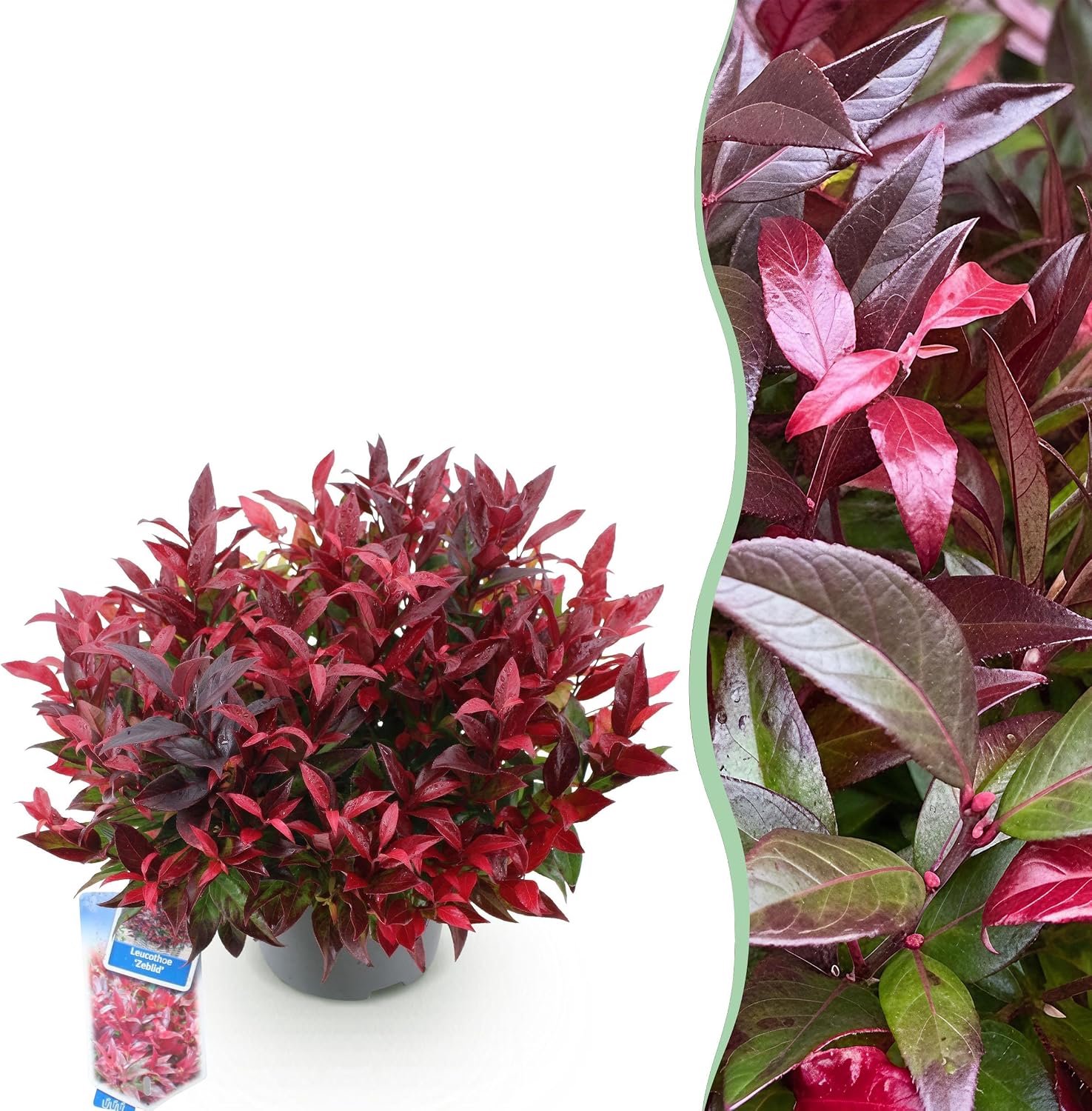 Zeblid - Rood - Groenblijvend - Weinig Onderhoud - 35-45cm - Ø17cm - Tuinplant