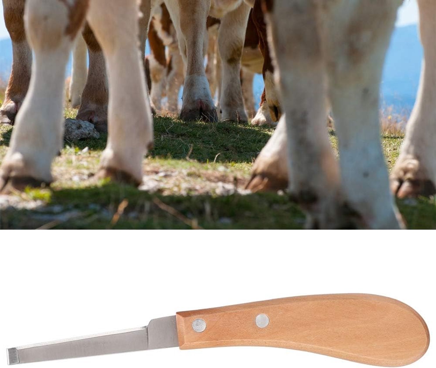 Vee hoefmes Recht bladvormig hoefsnit Eenvoudig te gebruiken schapenpaard Hoef voor boerderij(One-shaped left hand)