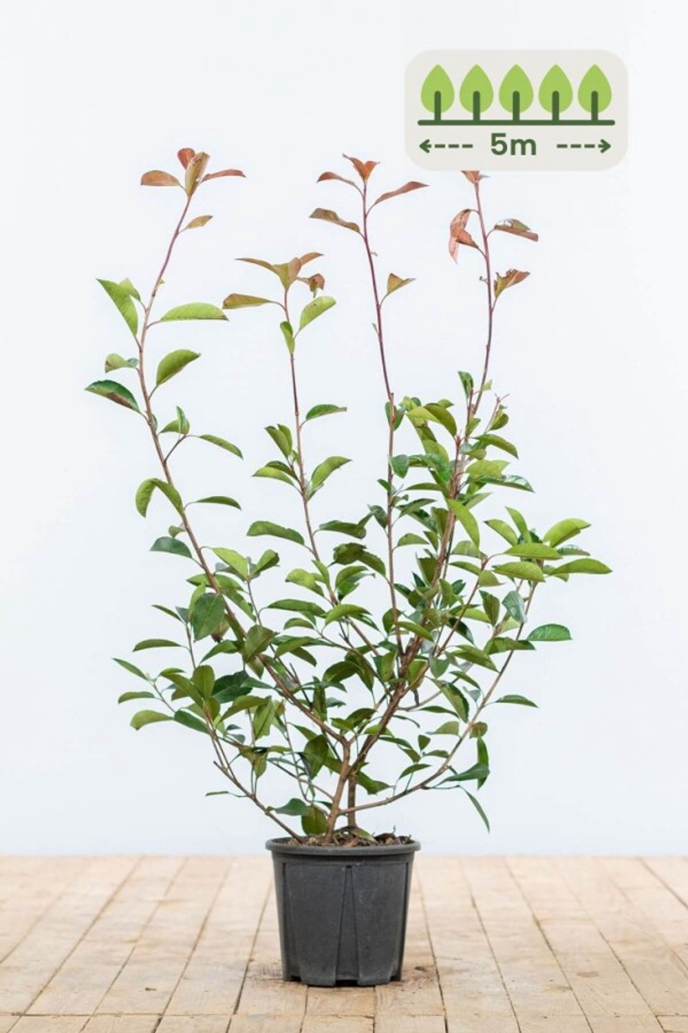 Photinia fraseri 'Red Robin' 60-80 cm voor 5 meter - 15st. Photinia fraseri 'Red Robin'