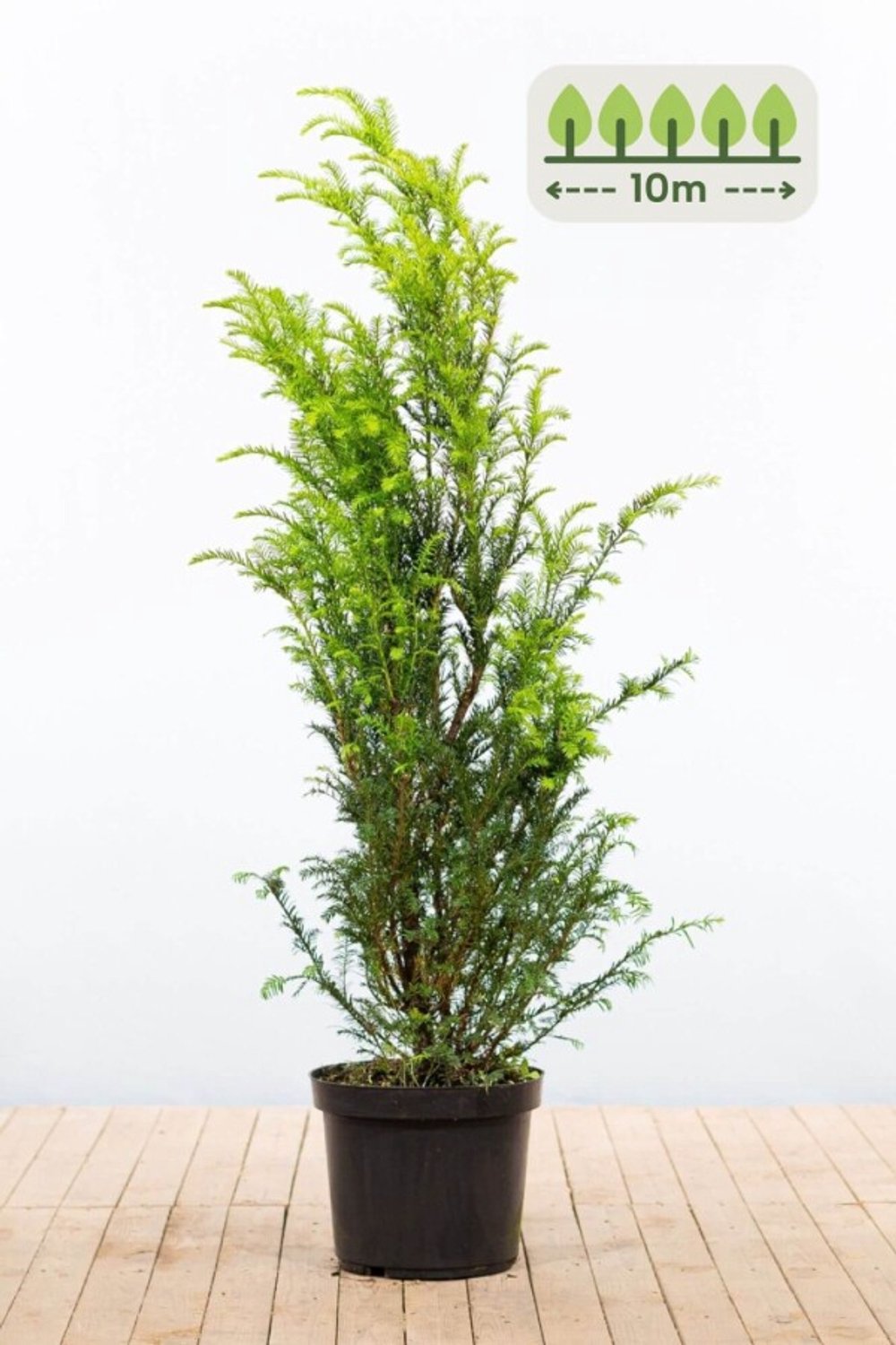 Taxus Baccata 120-140 cm voor 10 meter - 20st. Taxus baccata