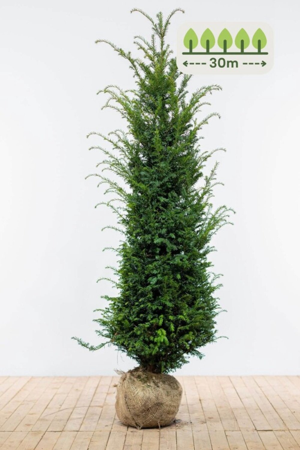 Taxus Baccata 160-180 cm voor 30 meter - 60st. Taxus baccata