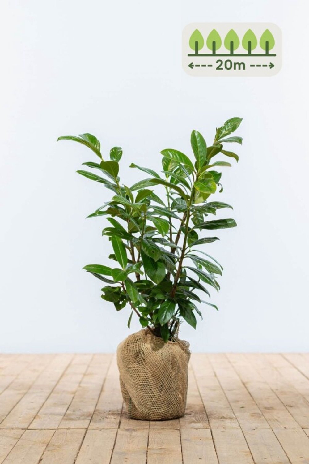 Laurier 'Novita' 60-80 cm voor 20 meter - 60st. Prunus laurocerasus 'Novita'